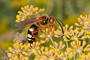 cicada killer wasps