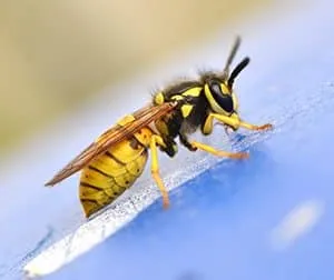 Why should you get rid of any yellow jacket hives?