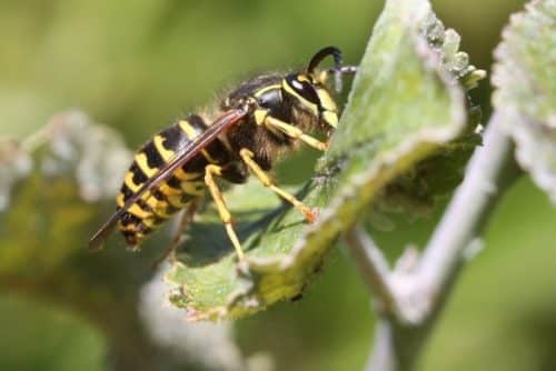 yellow jacket pest control