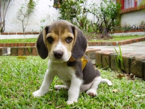 Get Rid of Fleas in Hartford