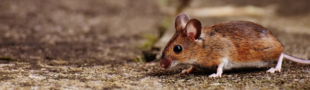 Mouse on a brown floor