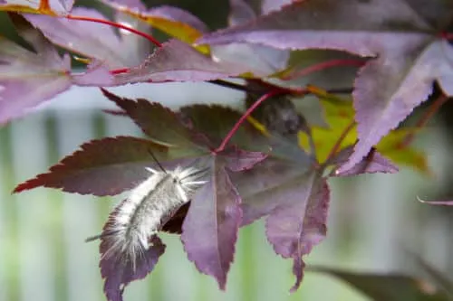 White Hickory Tussock Moth Caterpillar