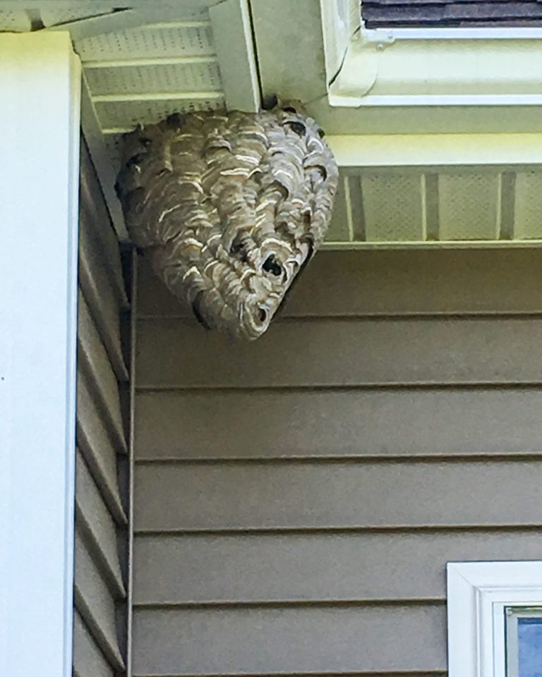 white faced hornets nest