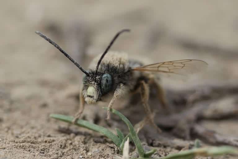 WHAT DANGER DO GROUND BEES POSE?