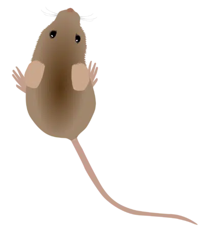 Mice and Rats