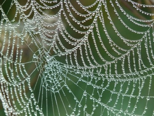 Insects, Spiders and Bugs