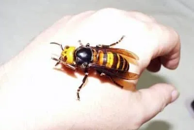 Asian Giant Hornets Invade Washington State