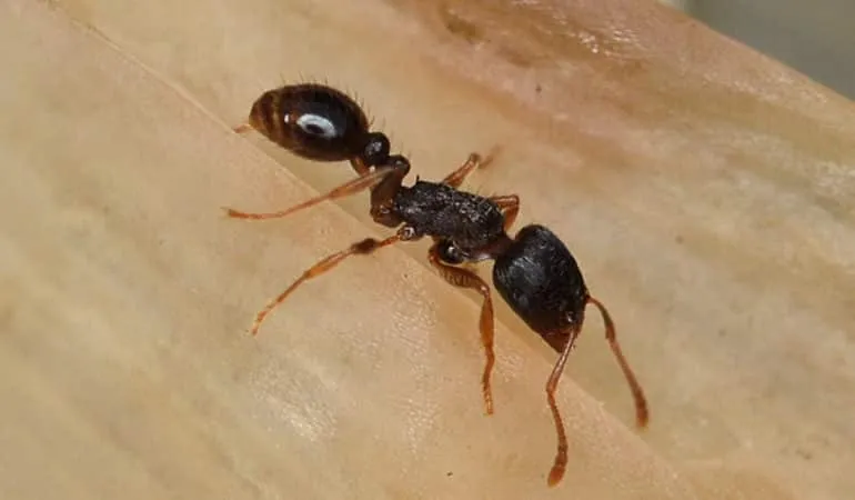 Pavement Ants