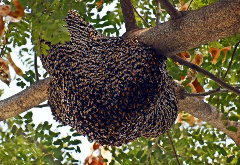 Swarming Season Across CT