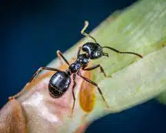 German Cockroach