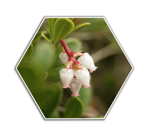 bearberry flower