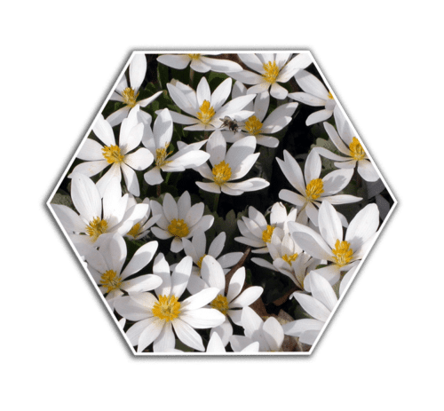 bloodroot