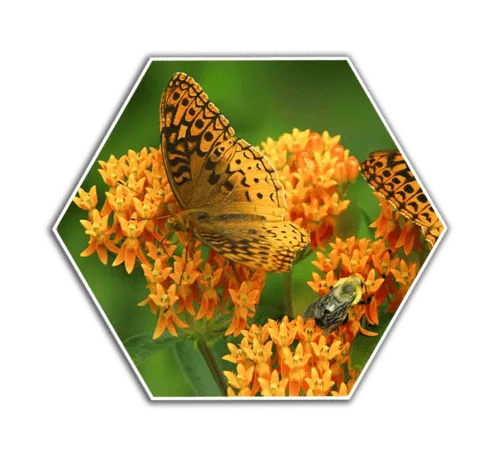 butterfly weed flower