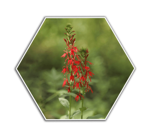 cardinal flower