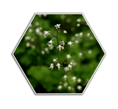 foamflower