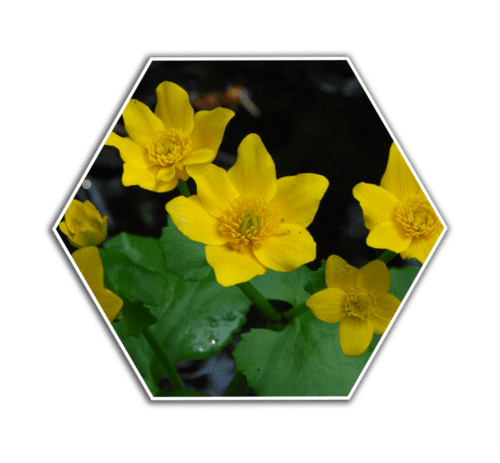 marsh marigold flower