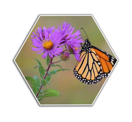 New England Aster