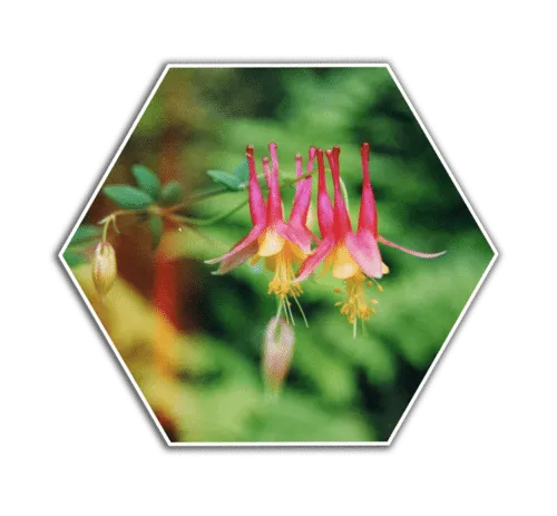wild red columbine flower