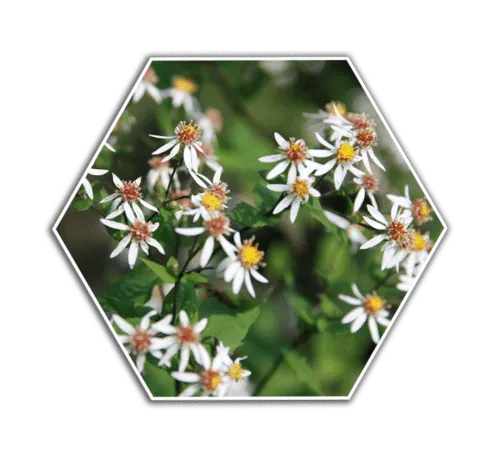 white wood aster flower