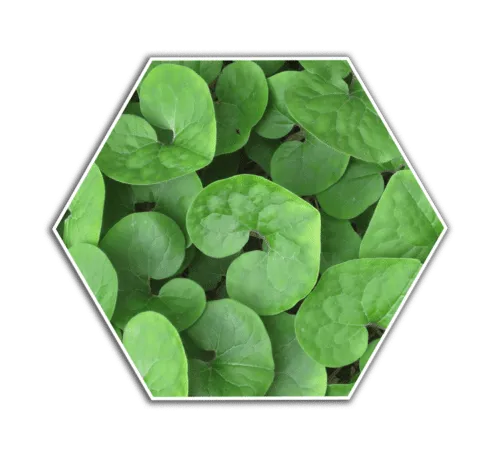 Wild Ginger