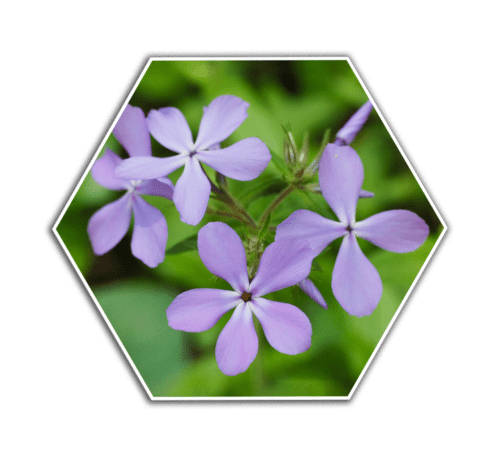 wild blue phlox