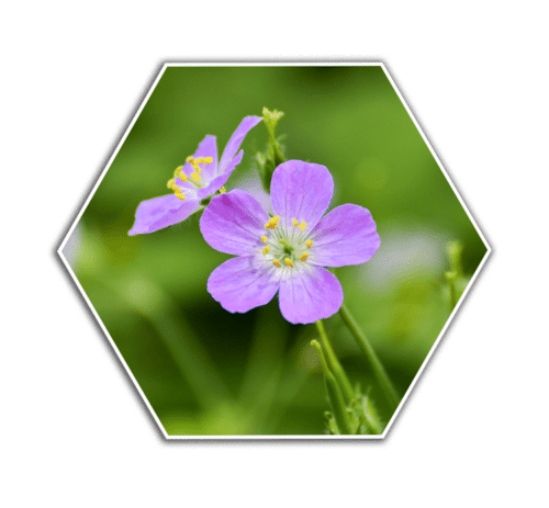 wild geranium flower