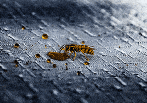 Wasps