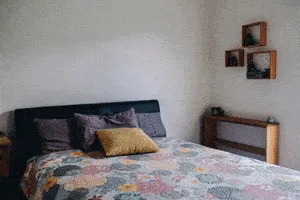Bed Bugs