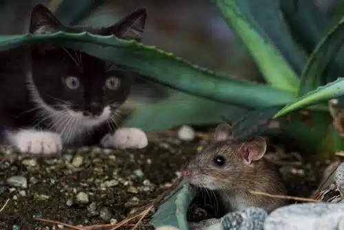 secondary poisoning in pets