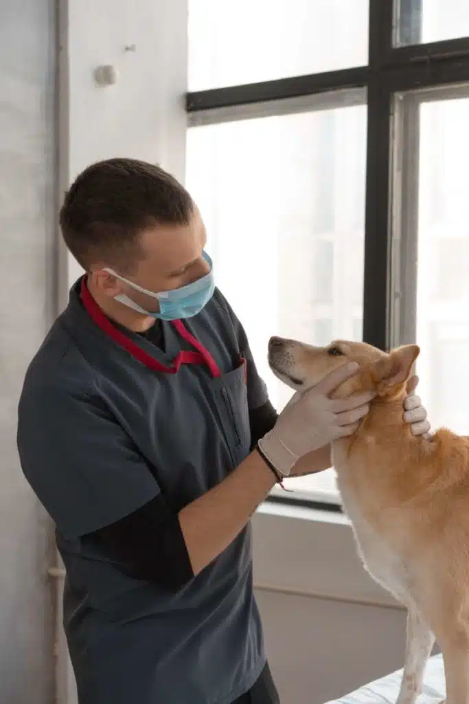 veterinarian checking for secondary poisoning