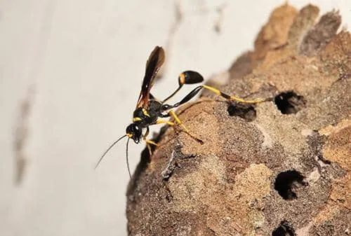 mud dauber