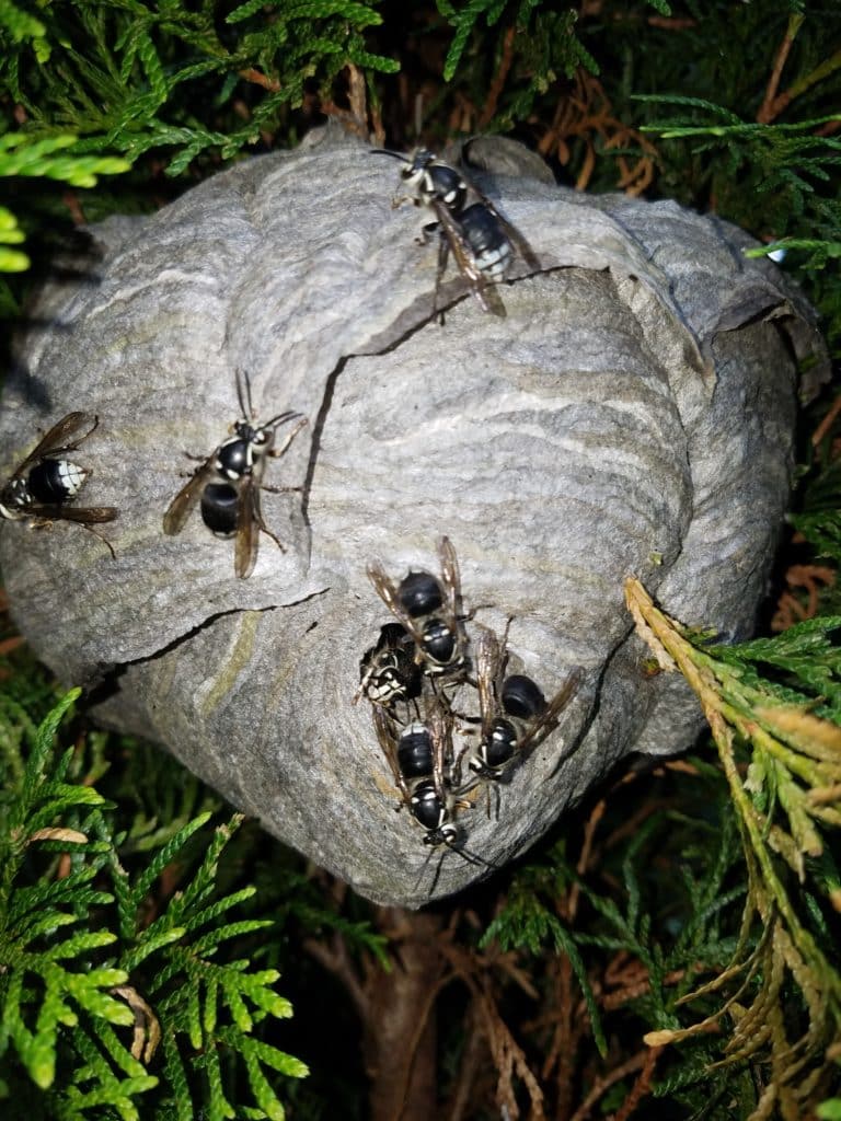 white-faced hornets nest in a bush