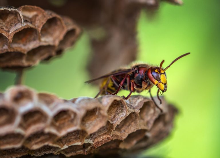 paper wasp types of wasps nest