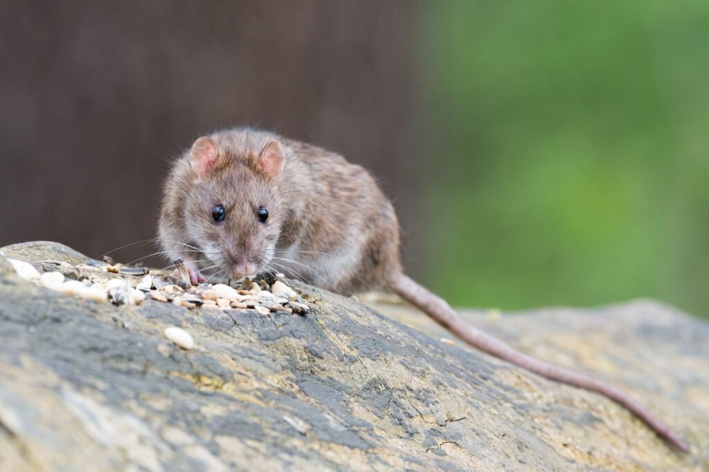 Why Do You Have Rodents in Your House