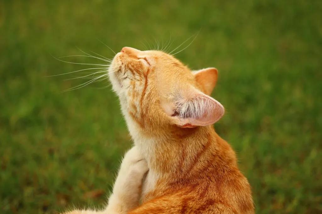 Focus on Pesticide Safety for National Pet Safety Month