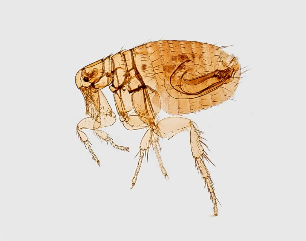 How to eliminate Fleas for Good: Expert Tips and Tricks