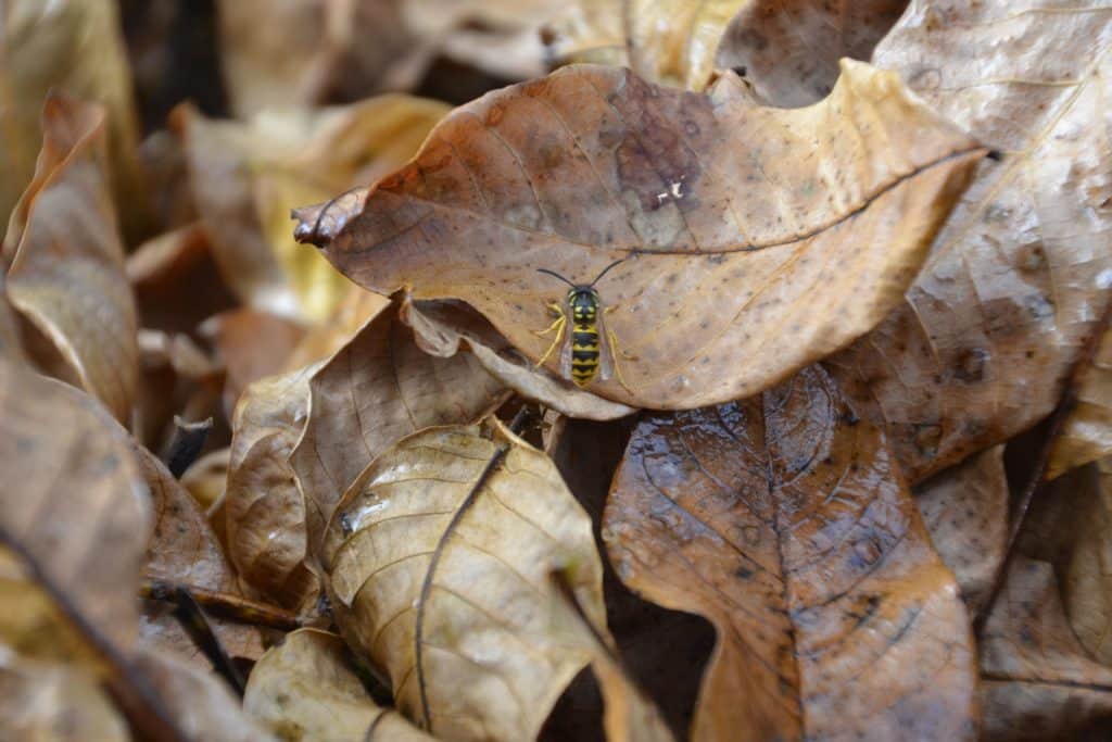 Where do wasps go in the winter