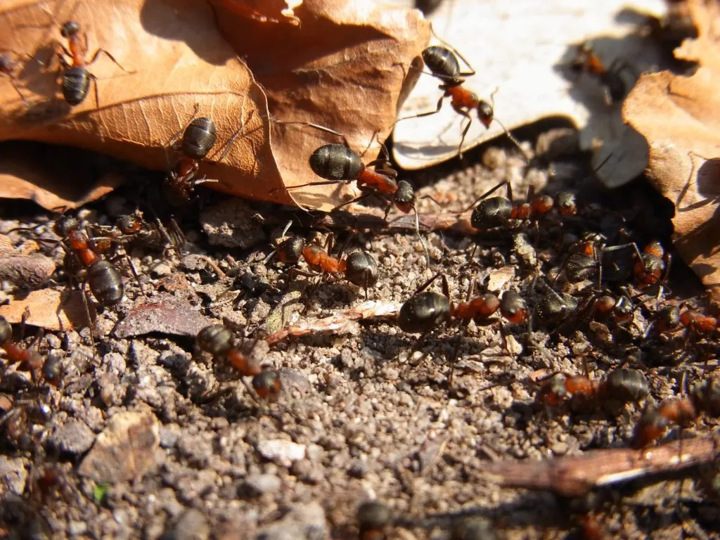 How To Protect Your Home From Pests This Fall