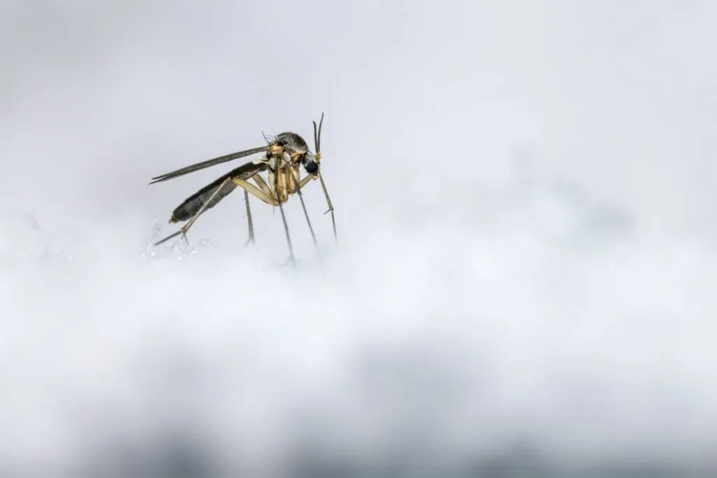mosquitoes