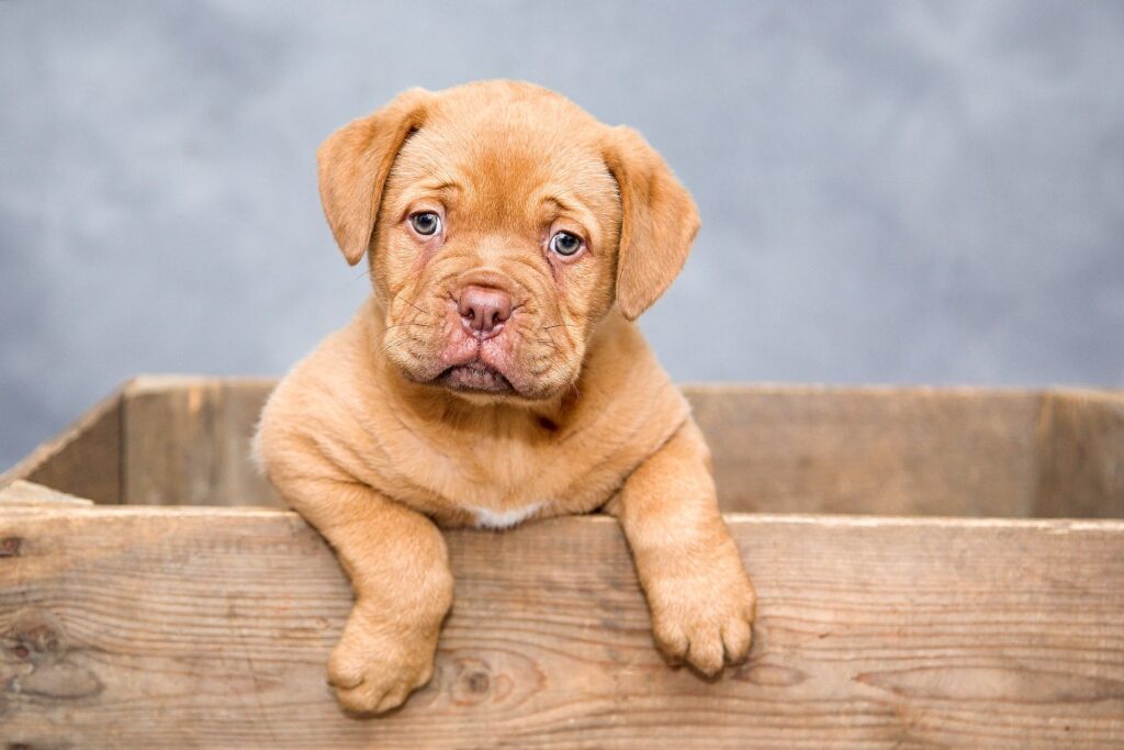 does my pet need to be out of the house for treatment?