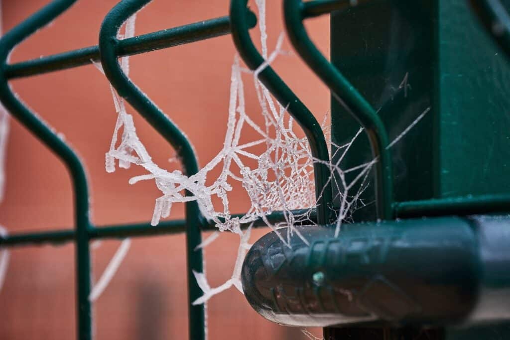 spiders