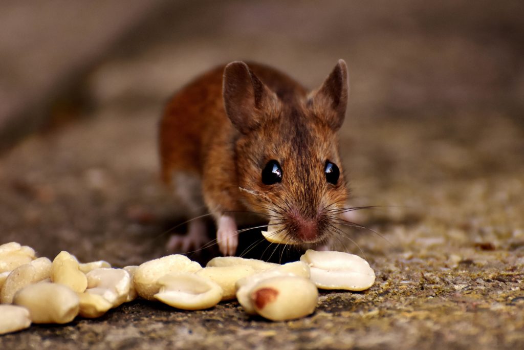 Keep Rodents Outside