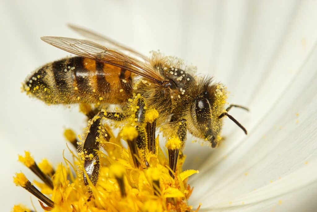 bee, pollinating, pollinator, flower