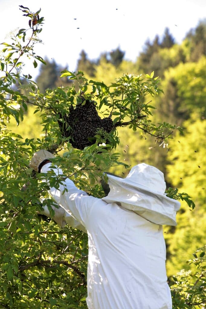 bee keeper, bee, hive, wasp, carpenter bee,