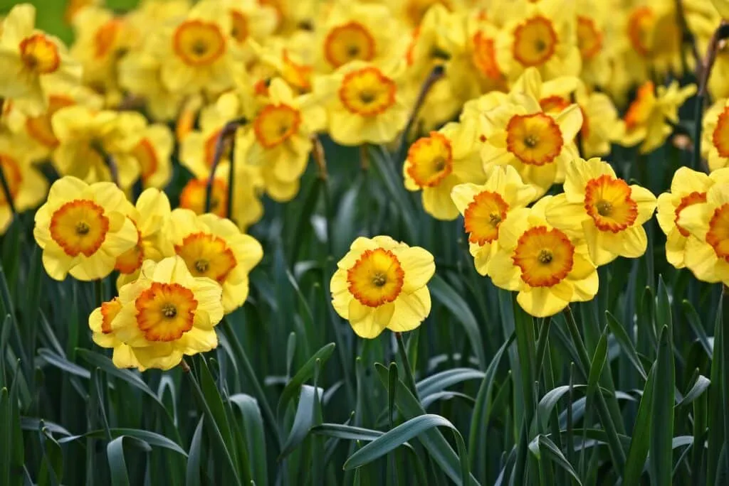 flower, pretty, yellow, summer, warm, sunny