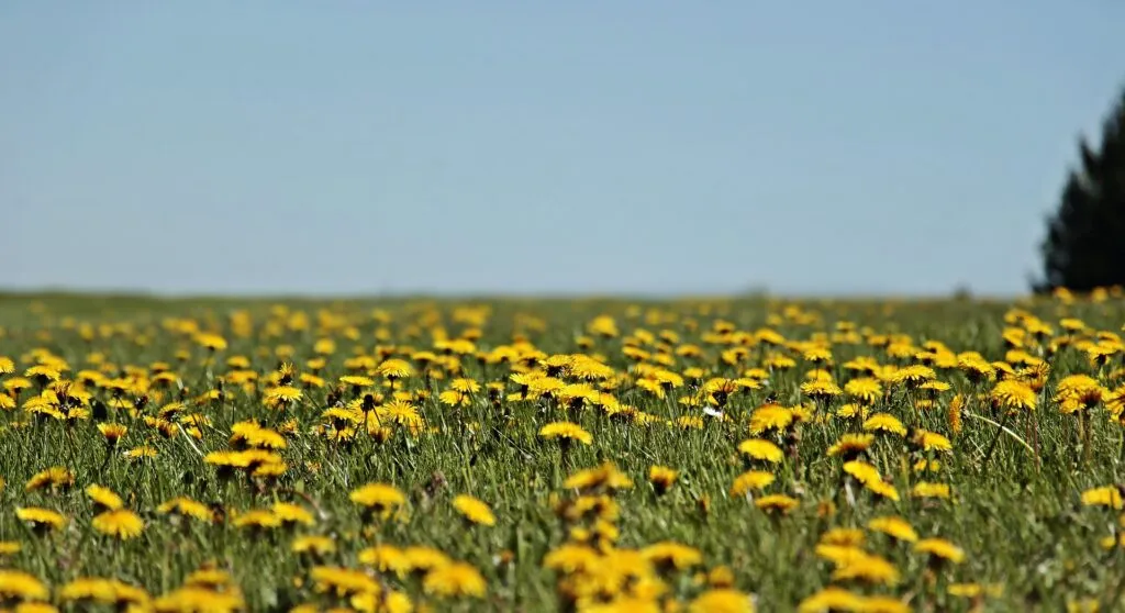 Feeding Pollinators Healthy Food
