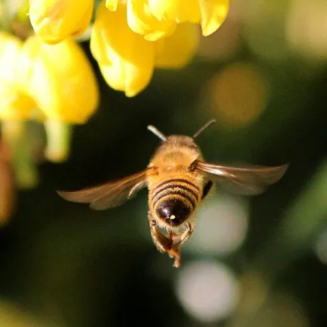 keys to finding professional bee removal company