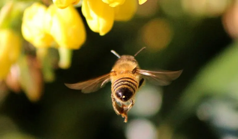 keys to finding professional bee removal company