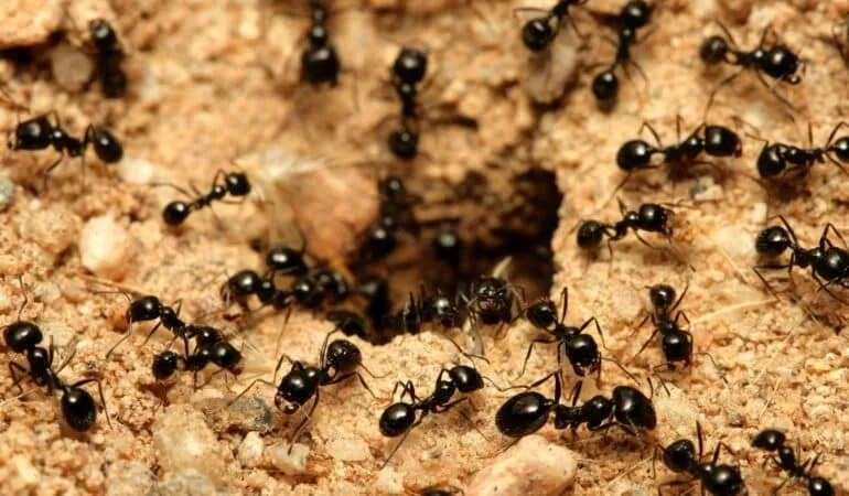 Ant Lifespan: Pest Control Implications