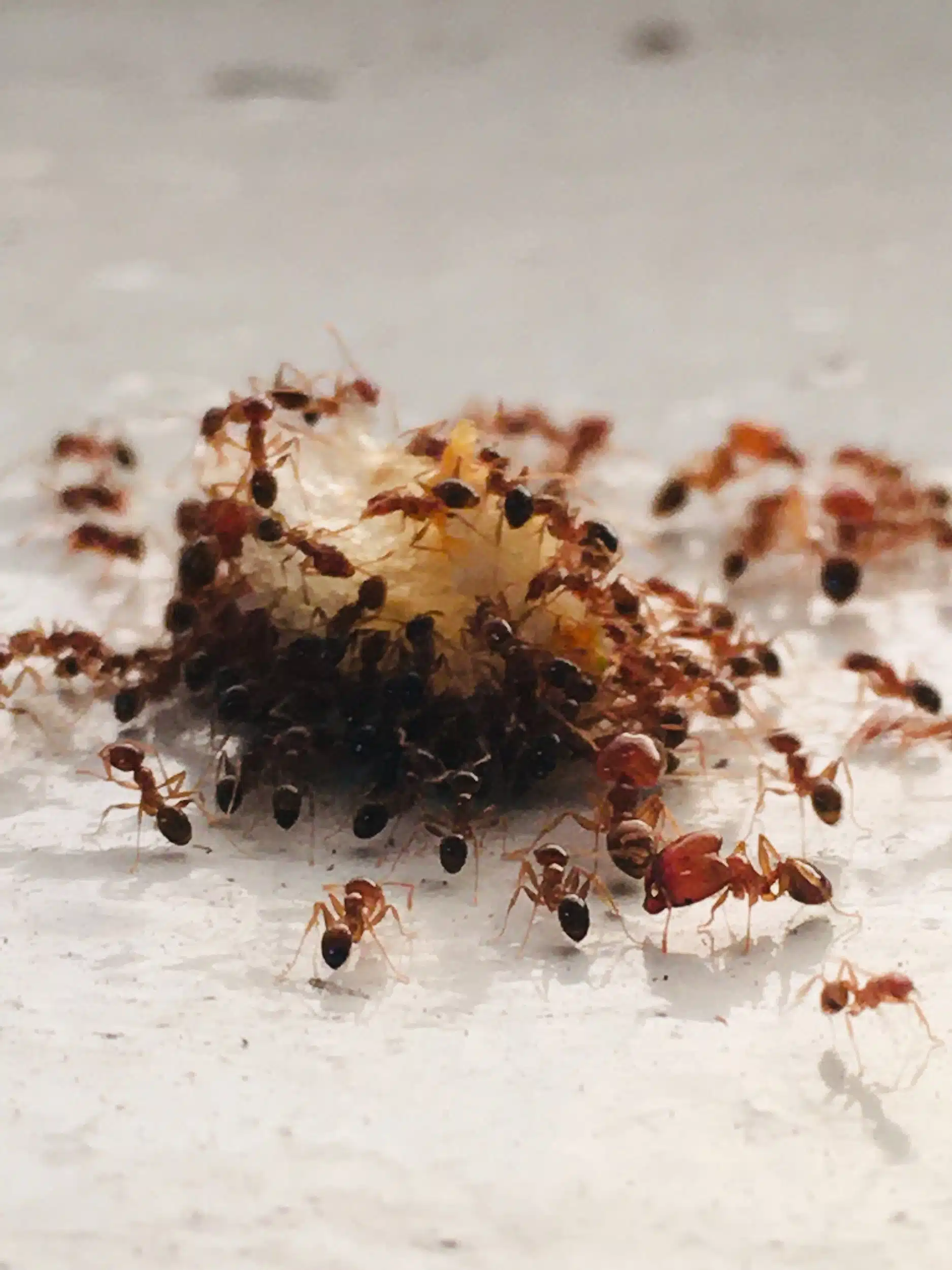 Ant Lifespan: Pest Control Implications